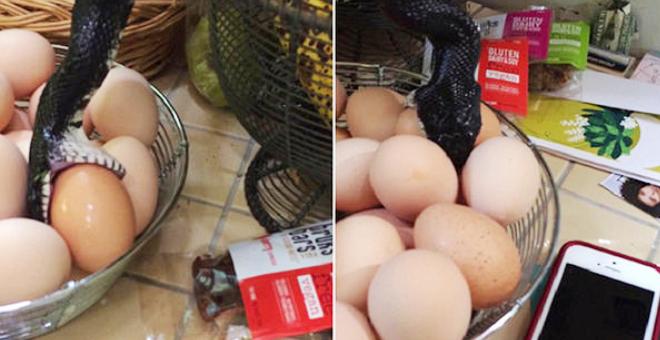 بالفيديو.. أمريكية فوجئت بحيّة تتناول البيض في مطبخها