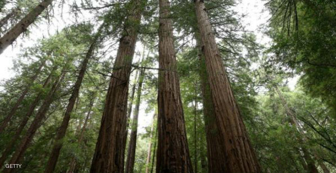 شجرة في كاليفورنيا تبلغ من العمر 777 عاما