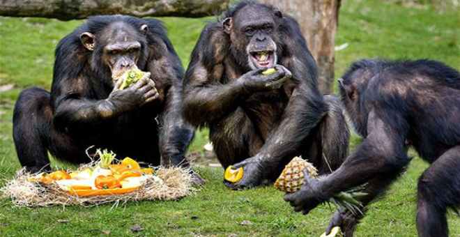 دراسة: قردة الشمبانزي تستطيع إعداد الطعام وطهيه