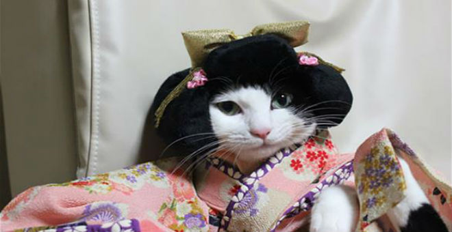 بالصور: قطط ترتدي الكيمونو .. أحدث موضة يابانية