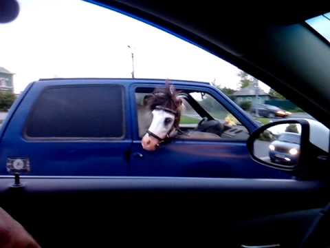 حصان يتجول مع مالكه فى سيارة