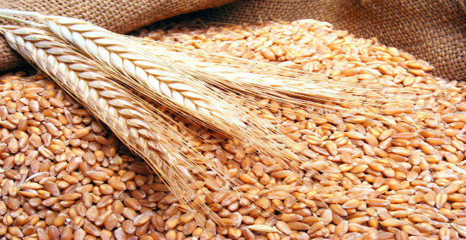 محصول المغرب من الحبوب هذه السنة يبلغ 115 مليون قنطار