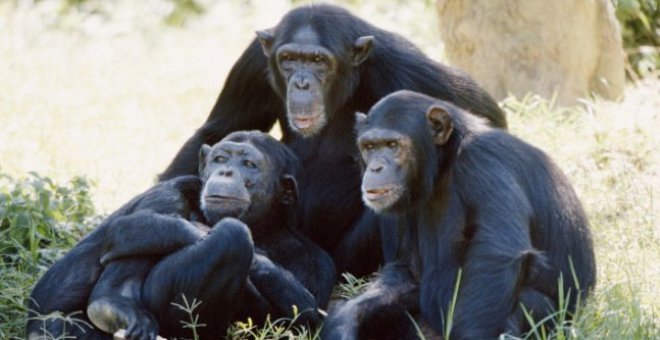 قاضية: الشمبانزي قد تمنح حقوق قانونية