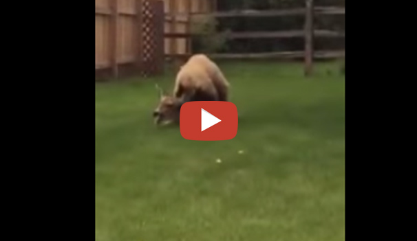 فيديو مثير لدب يفترس غزال في حديقة في مجمع سكني