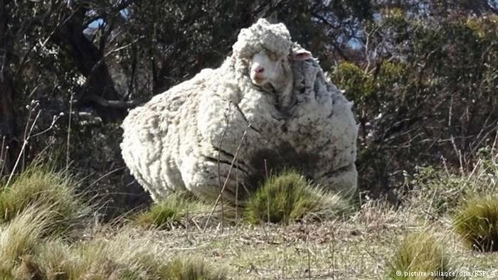 خروف أسترالي الأكثر صوفا في العالم