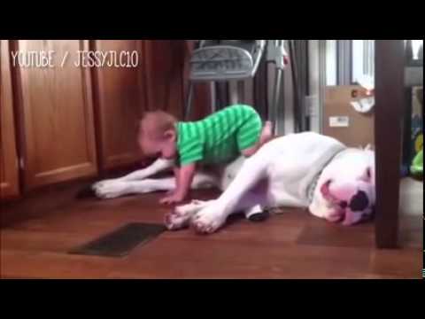 فيديو طريف لتعامل الكلاب مع الأطفال الصغار