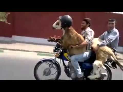 فيديو مضحك لأشخاص على الدراجة النارية يضعون خودة للخروف