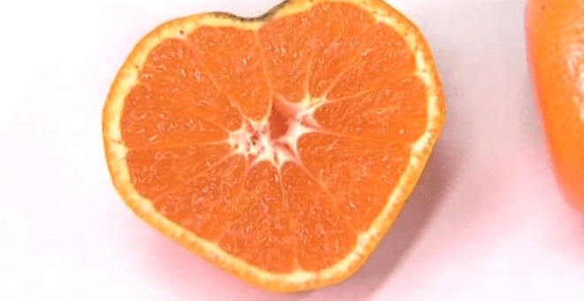 فواكه البرتقال على شكل قلب في مزارع اليابان