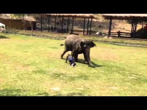 شاهد كيف تُخلص الفيلة لأصحابها