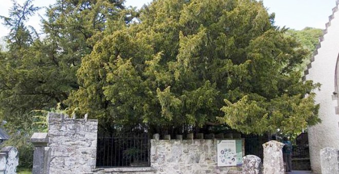 أقدم شجرة في بريطانيا تتحول لأنثى