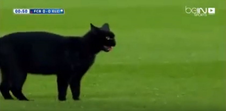 قط يتجول في ملعب برشلونة والمعلق يتفاعل معه