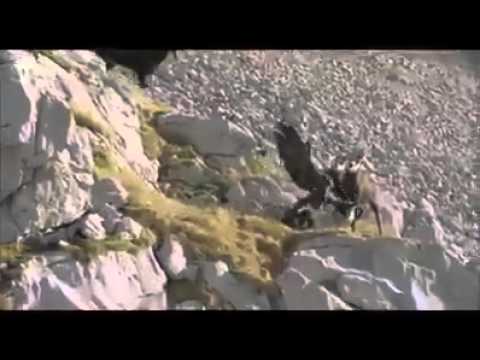 فيديو: طائر يصطاد الماعز الجبلي بطريقة رهيبة !