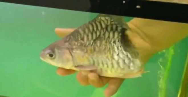 بالفيديو.. سمكة تعيش 6 أشهر بنصف جسد