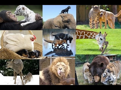 أغرب 15 صداقة غريبة بين الحيوانات
