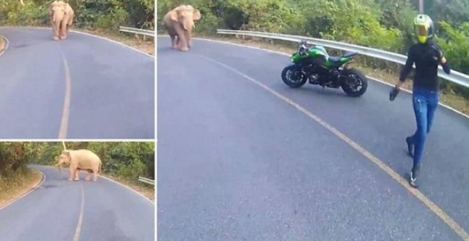 بالفيديو.. هروب راكبة دراجة نارية من فيل قَطَع طريقها