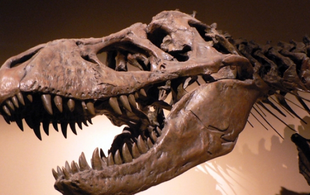 فكيك. اكتشاف عظام وآثار أقدام ديناصورات