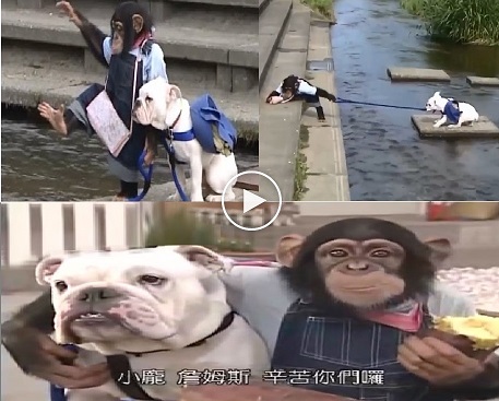 بالفيديو: صداقة غريبة بين قرد وكلب في اليابان