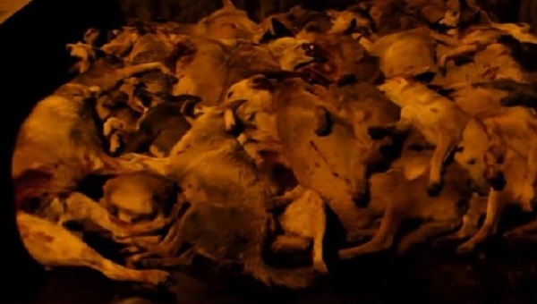 فيديو صادم: إعدام كلاب ضالة بالرصاص الحي بالقصر الكبير
