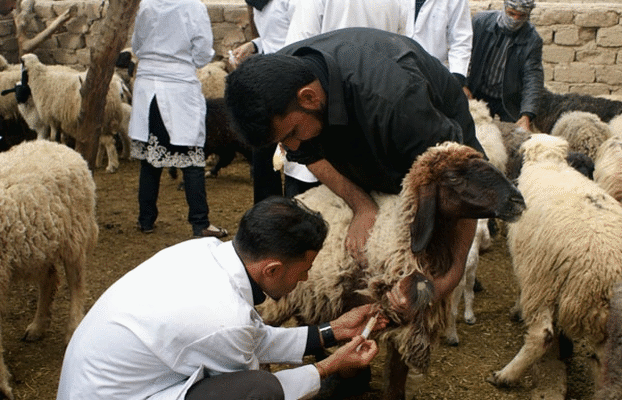 جهة طنجة. تلقيح 900 ألف من الأبقار والأغنام ضد الأمراض الفتاكة