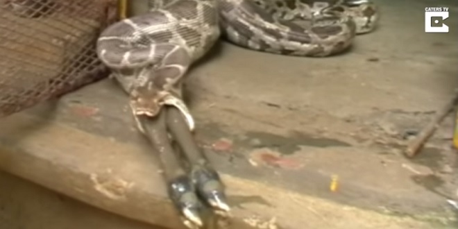 بالفيديو.. لقطات مروعة لثعبان يلتهم ظبيا في قرية هندية