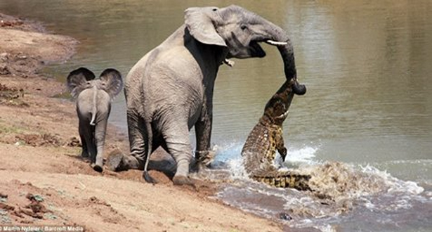 بالفيديو.. تمساح يهاجم فيل بينما كان يشرب