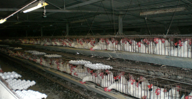 بسبب مرض جديد..ارتفاع سعر الدجاج في الجزائر إلى مستويات قياسية