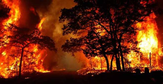 حرائق الغابات تلتهم مساحات مهولة في جهة طنجة خلال العام الجاري