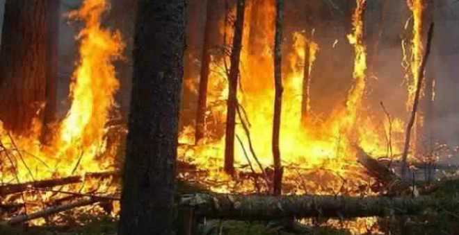 المندوبية السامية تسجل 270 حريقا غابويا على الصعيد الوطني