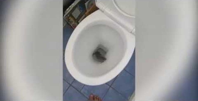 بالفيديو.. رد فعل رجل عثر على فأر المرحاض!