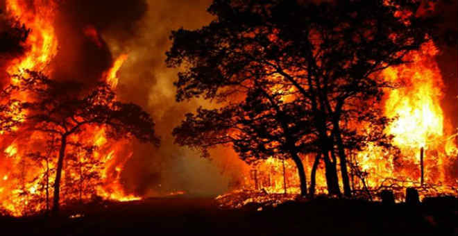 أرقام صادمة حول الخسائر التي تصيب الغابات بسبب الحرائق