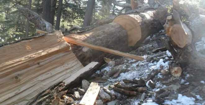 نقص الخشب يقلق سكان منطقة تيقاجوين