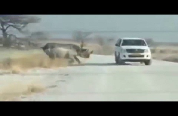 هجوم وحيد القرن غاضب على سيارة للسياح