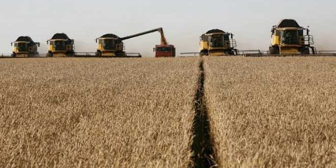 صدأ القمح يستنفر منظمات الغذاء.. والمغرب مطالب بحماية محاصيله