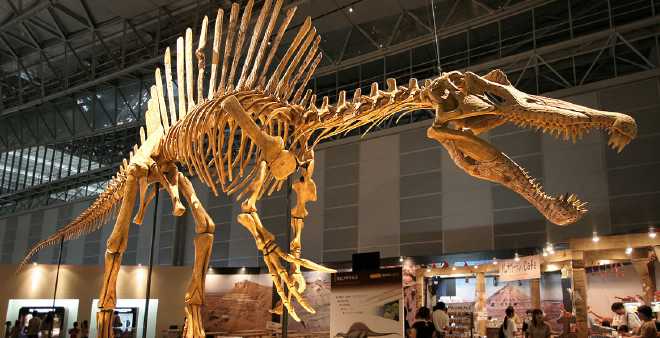المغرب مطالب بدفع مبلغ كبير لاستعادة هيكل ديناصور يعود لـ 66 مليون عام
