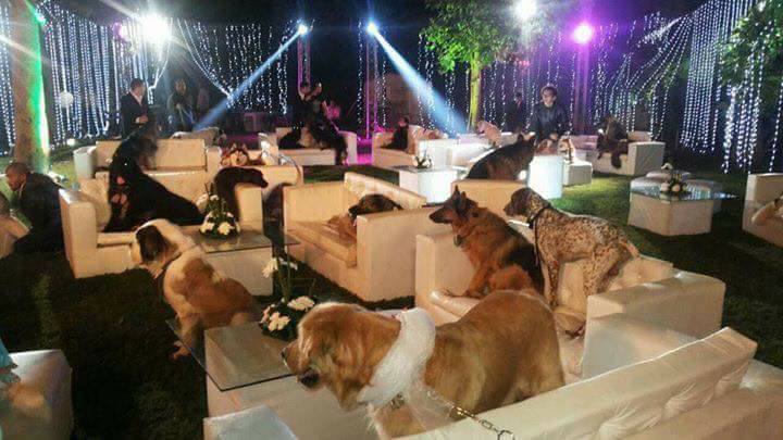 بالصور أغرب حفل زفاف في مصر معازيمه كلها من الكلاب فقط