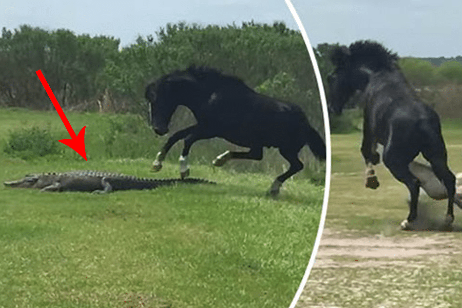 حصان يهاجم تمساحاً في مشهد استثنائي – فيديو