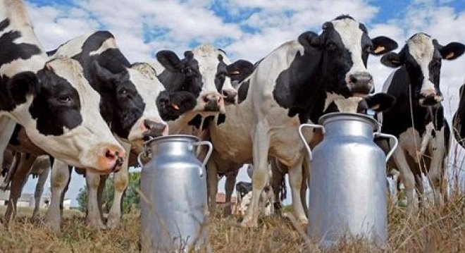 زيادة إنتاج الحليب ترفع من نسبة استهلاكه