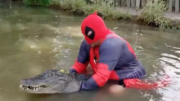 بالفيديو.. مصارع متهور يواجه تمساحاً في بركة مياه