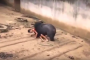 فيديو مرعب للحظة انقضاض دب جائع على شاب سقط في قفصه !!