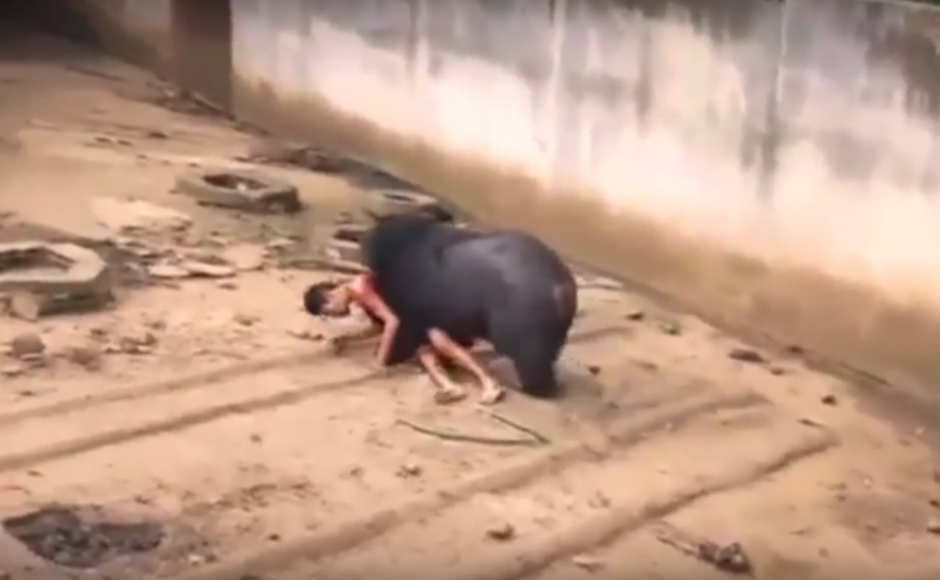 فيديو مرعب للحظة انقضاض دب جائع على شاب سقط في قفصه !!