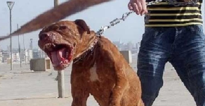 الدار البيضاء.. الشرطة تقتل كلبا هاجمها في مواجهة مع تاجر مخدرات