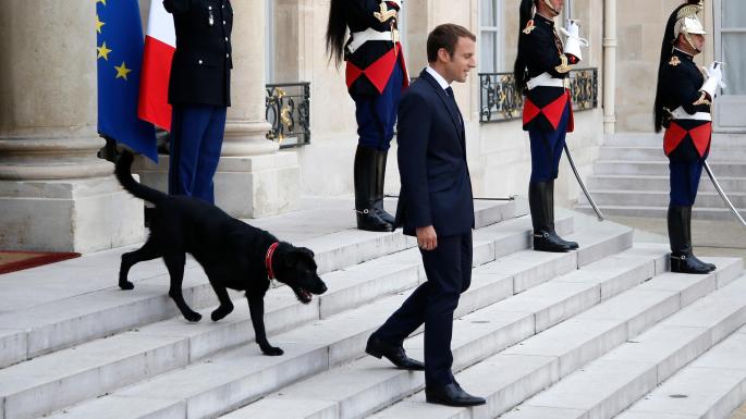 بالفيديو.. فعل فاضح لكلب الرئيس الفرنسي خلال اجتماع في الإليزيه