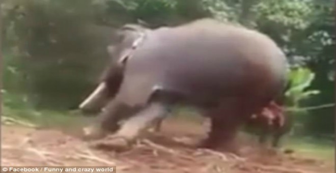 بالفيديو.. ثلاثة شبان يكسرون ساق فيل عصى أوامرهم