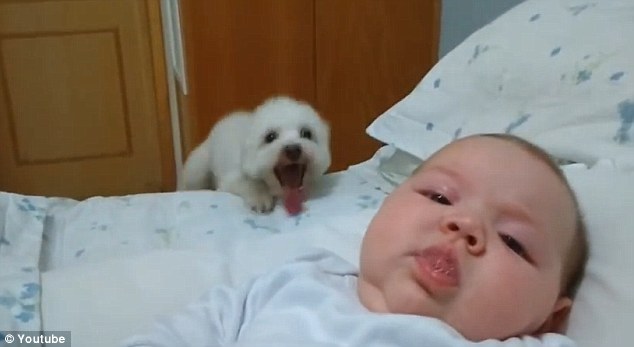 فيديو طريف.. شاهد ما فعله هذا الكلب للوصول إلى طفلة نائمة