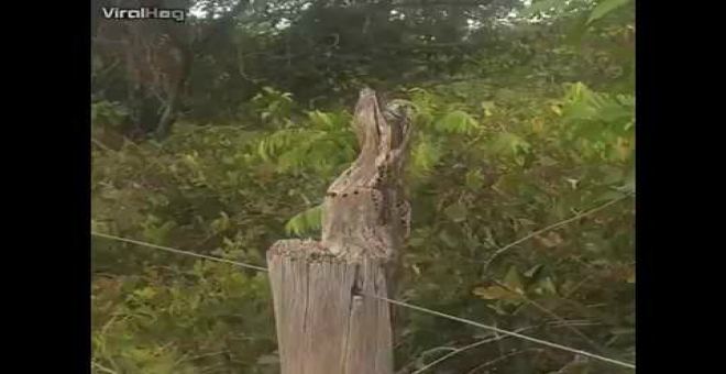 بالفيديو.. طائر مدهش يتنكر في هيئة شجرة