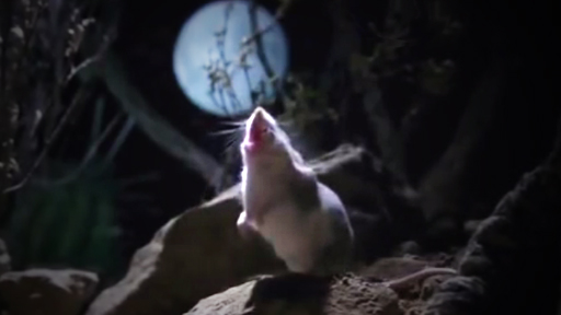 بالفيديو... فأر مفترس يعوي كالذئاب عند اكتمال القمر