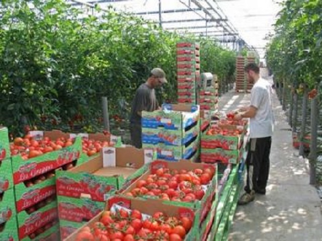 المغرب يعزز مكانه كأول مصدر للخضر والفواكه لإسبانيا