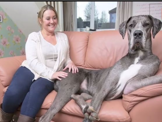 أطول كلب بريطاني