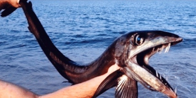 سمكة نادرة تصعد من أعماق المحيط إلى ساحل كارولينا