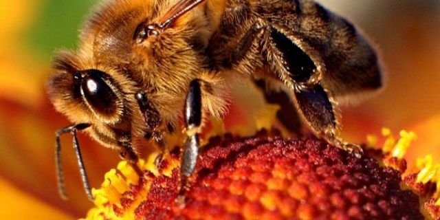 سموم النحل والثعابين لعلاج السرطان